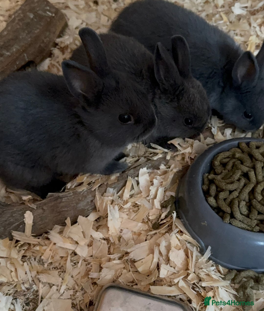 Netherland Dwarf rabbits for sale: Pure Bred Netherlands Dwarf Bunnies  - Image 7