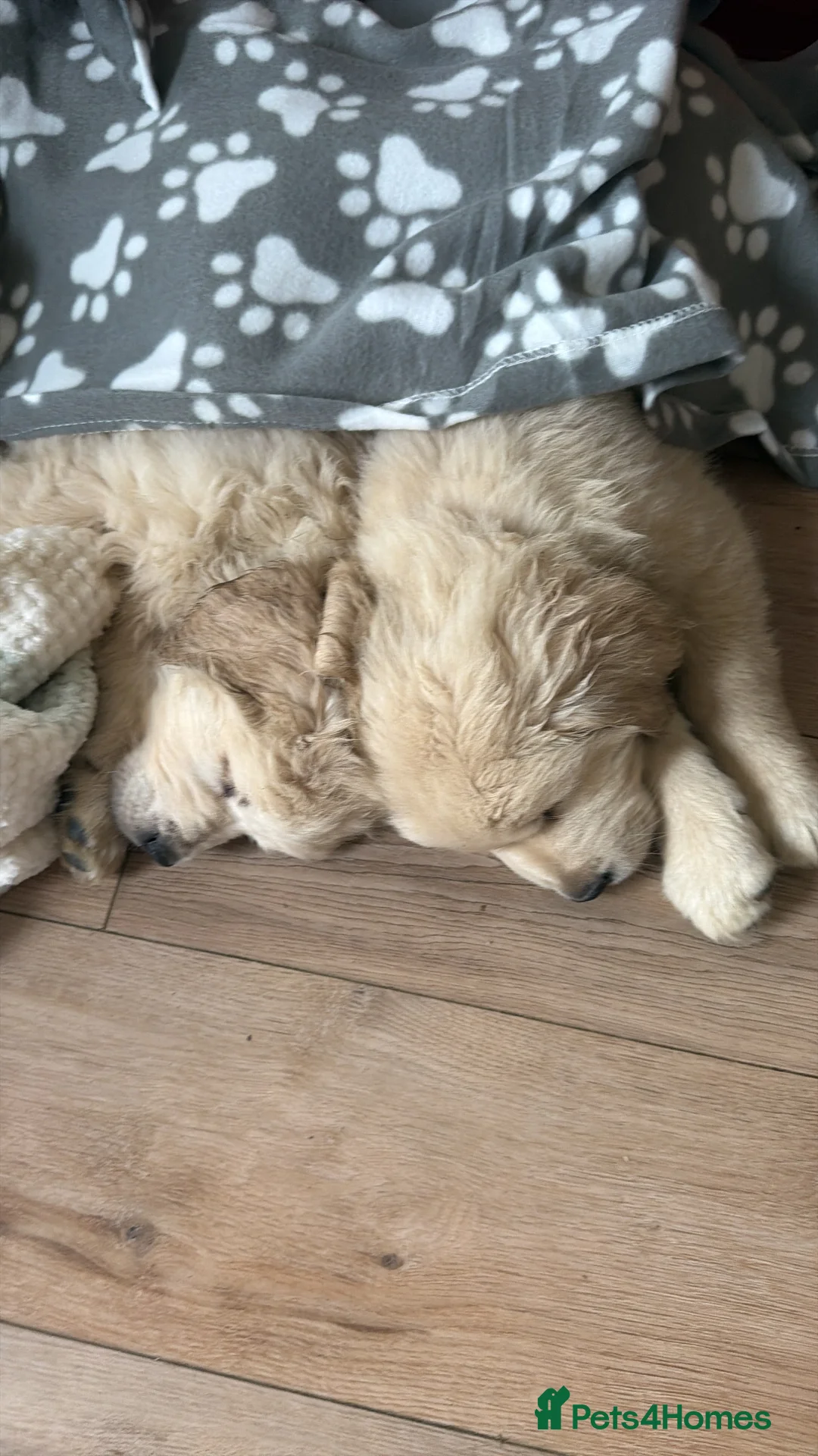 Golden Retriever dogs for sale: One gorgeous golden retriever male - Advert 2