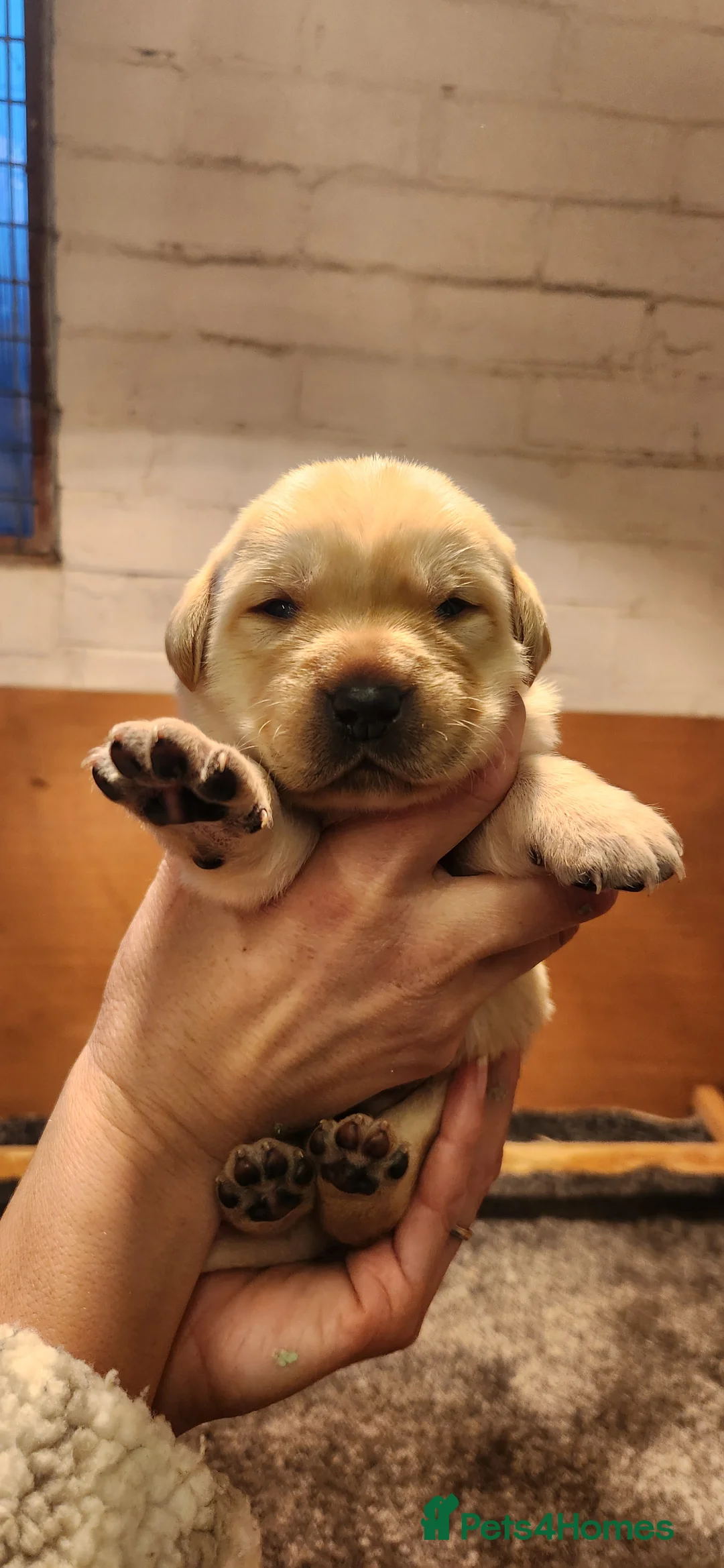Labrador Retriever dogs for sale: Beautiful Labrador puppies - Advert 20