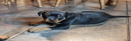 Rottweiler dogs for sale: Rottweiler pups - Advert 11