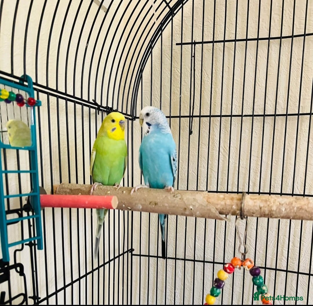 Budgerigars birds Budgies & Cage. Adult Budgie Pair for Sale - Advert 3