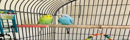 Budgerigars birds for sale: Budgies & Cage. Adult Budgie Pair for Sale - Advert 1