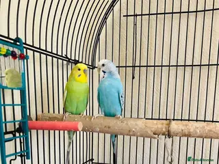 Budgerigars birds Budgies & Cage. Adult Budgie Pair for Sale - Advert 1