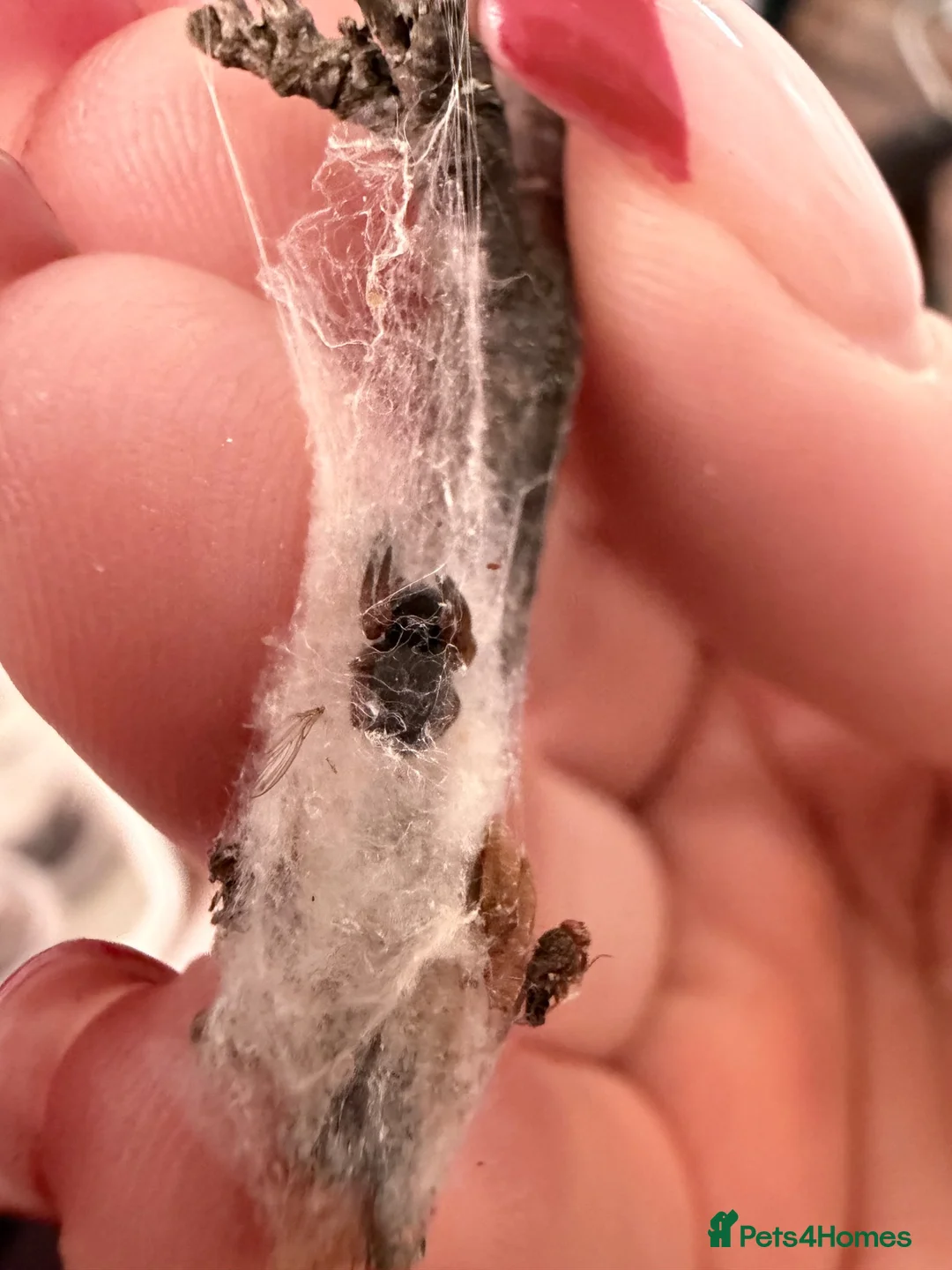 Spiders invertebrates for sale: Velvet spiders  in Knutsford - Advert 2