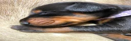 Dobermann dogs for sale: KC REGISTERED DOBERMAN PUPS - Advert 22