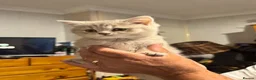 British Shorthair cats for sale: Female British Short hair kitten - Advert 5