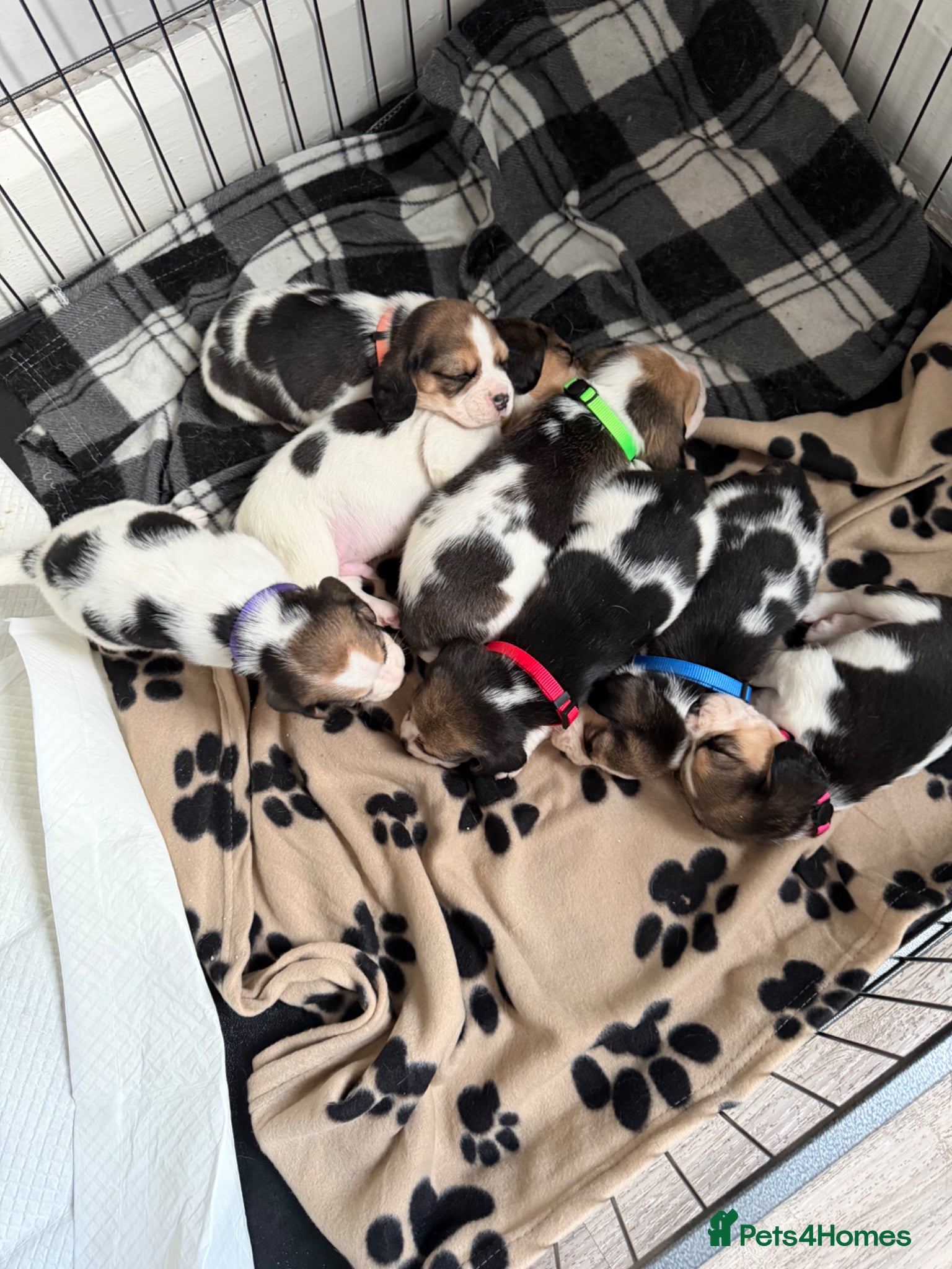 Beagle dogs KC registered Beagle puppies 🐶  - Advert 1