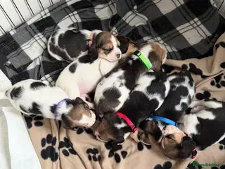 Beagle dogs KC registered Beagle puppies 🐶 - Advert 6
