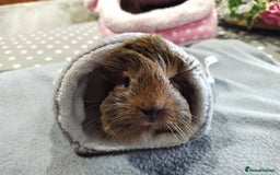 Guinea Pig rodents for sale: Five gorgeous male guinea pigs different breeds in Milnthorpe - Image 8