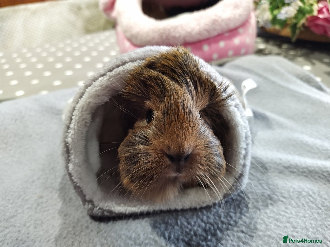 Guinea Pig rodents for sale: Five gorgeous male guinea pigs different breeds in Milnthorpe - Image 8
