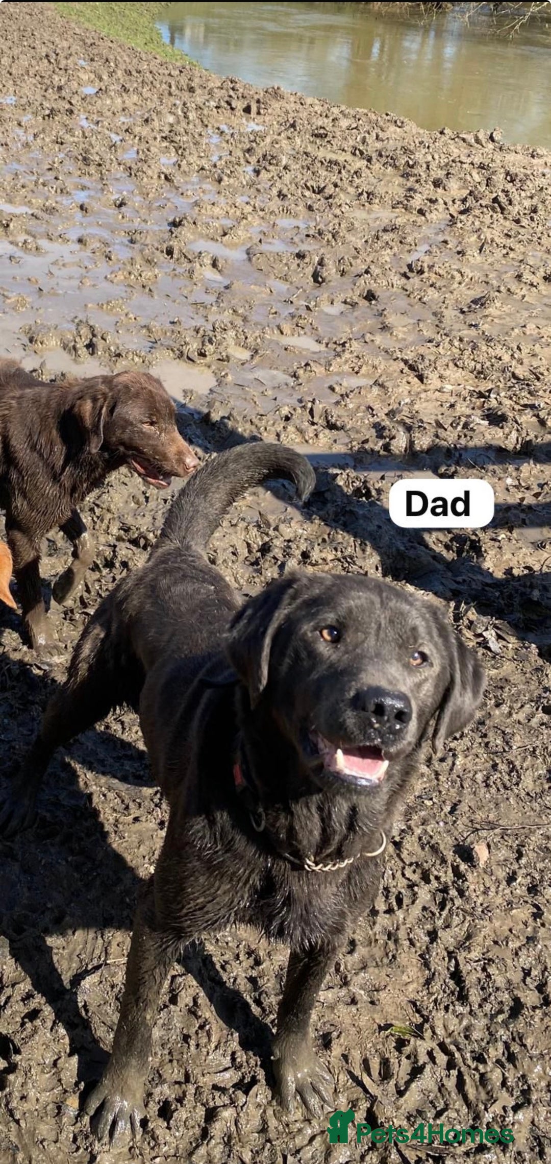 Labrador Retriever dogs for sale: Beautiful Black Pedigree Labrador Puppies - Advert 15