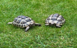 Tortoise reptiles for sale: Spur-Thighed (Testudo Graeca) tortoises  - Image 1