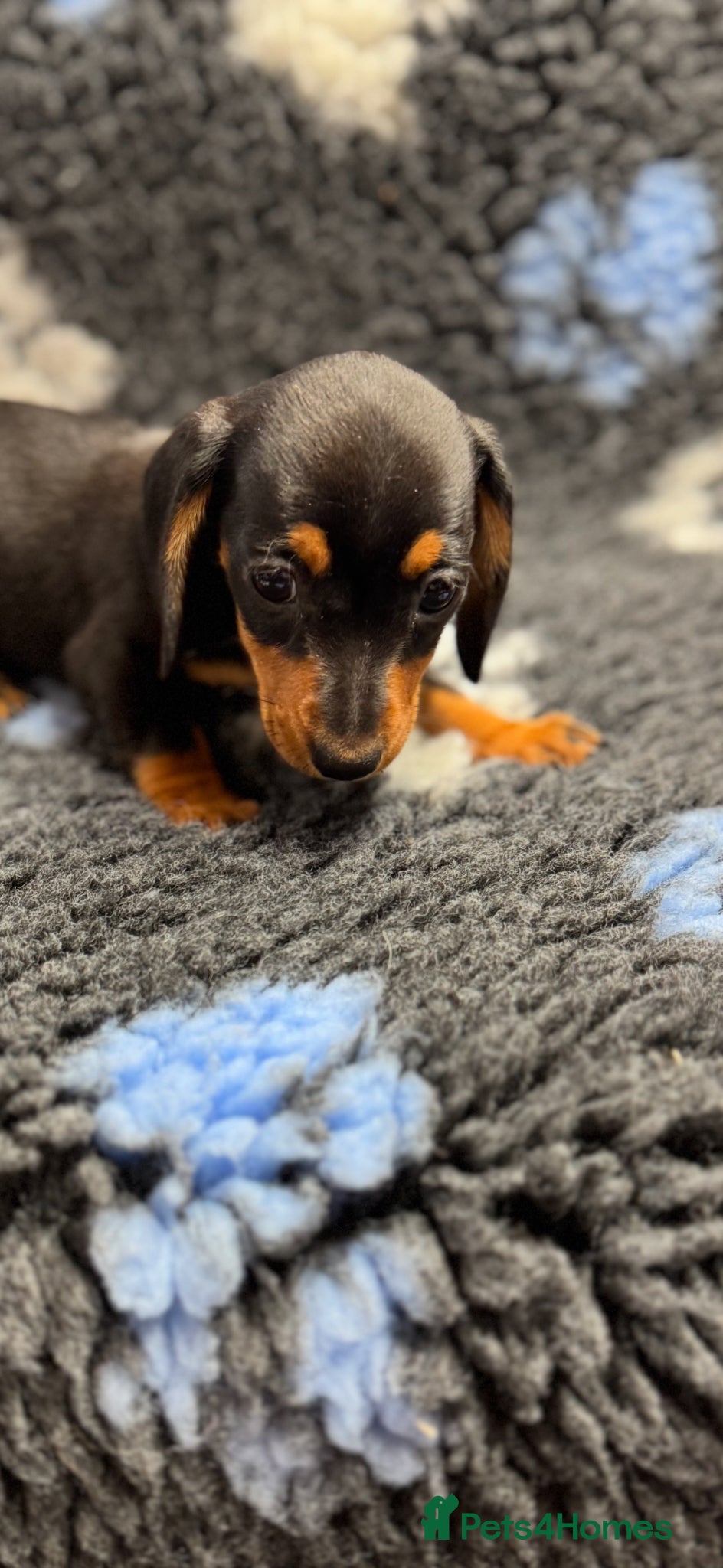 Miniature Dachshund dogs Miniature dachshund puppies - Advert 2