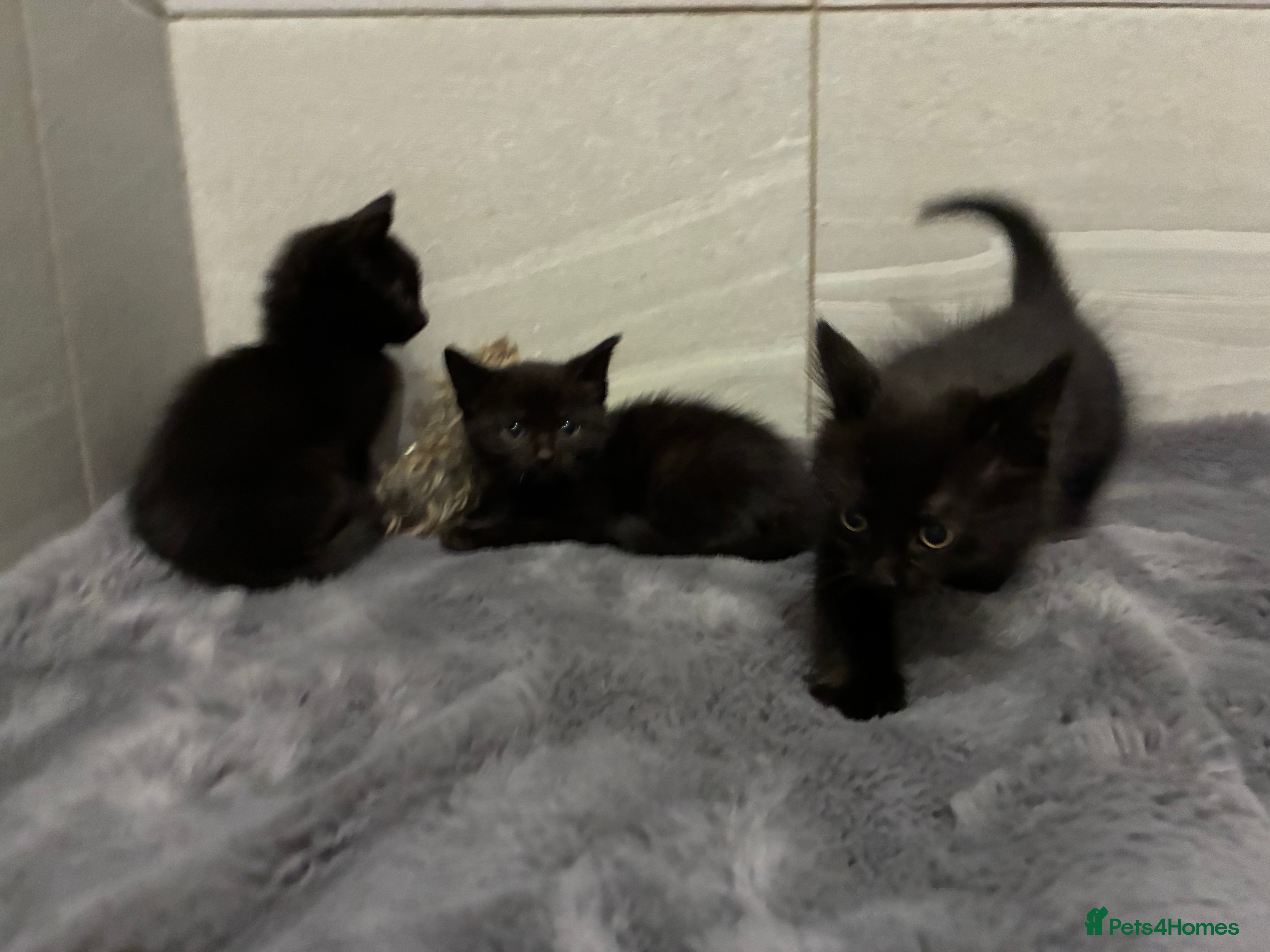 Mixed Breed cats 3 beautiful black girls still looking for homes  - Advert 18