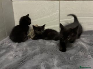 Mixed Breed cats 3 beautiful black girls still looking for homes - Advert 18