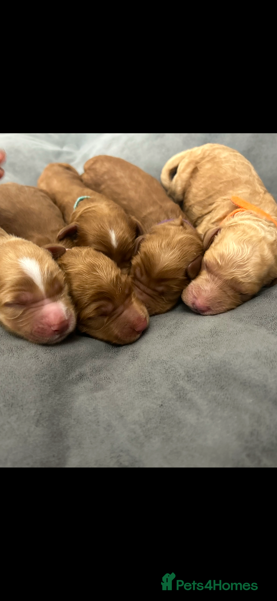 Goldendoodle dogs for sale: Medium and Miniature Doodles Licensed and Tested - Image 20