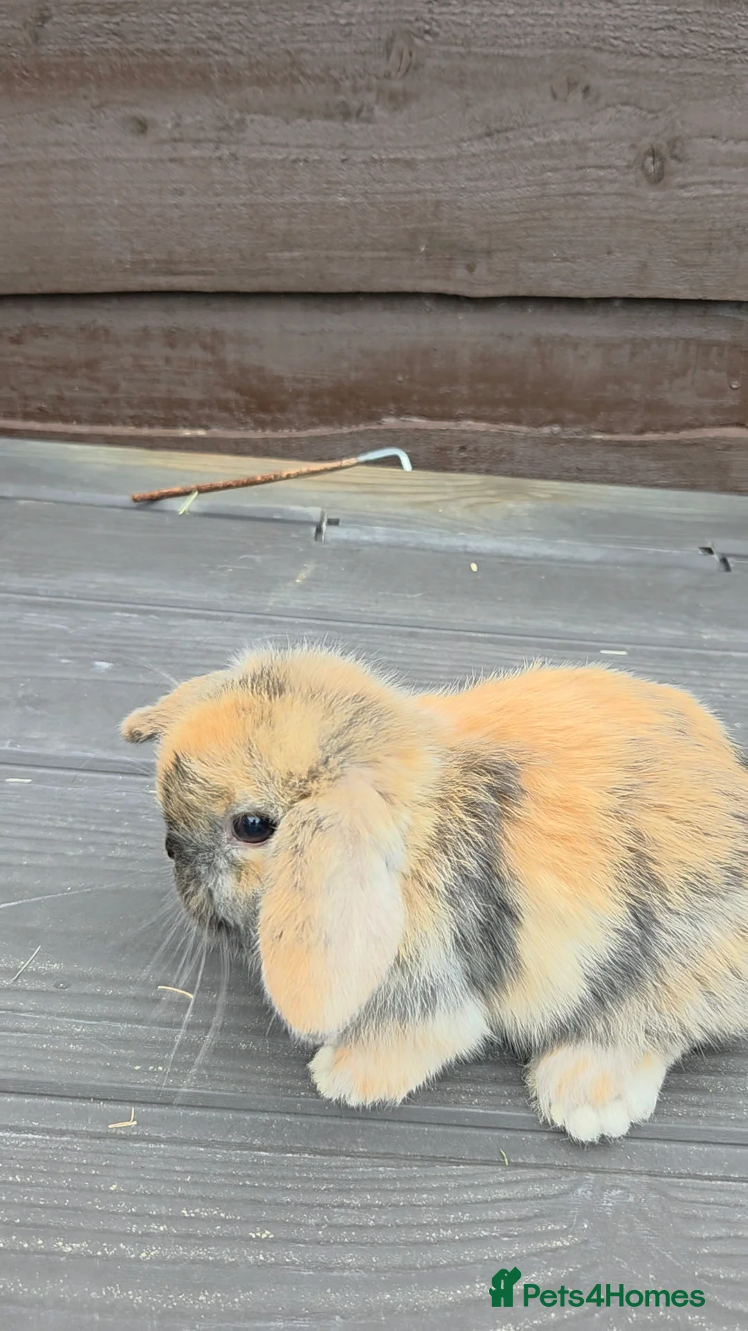 Mini Lop rabbits for sale: 5 beautiful mini lops - Advert 12