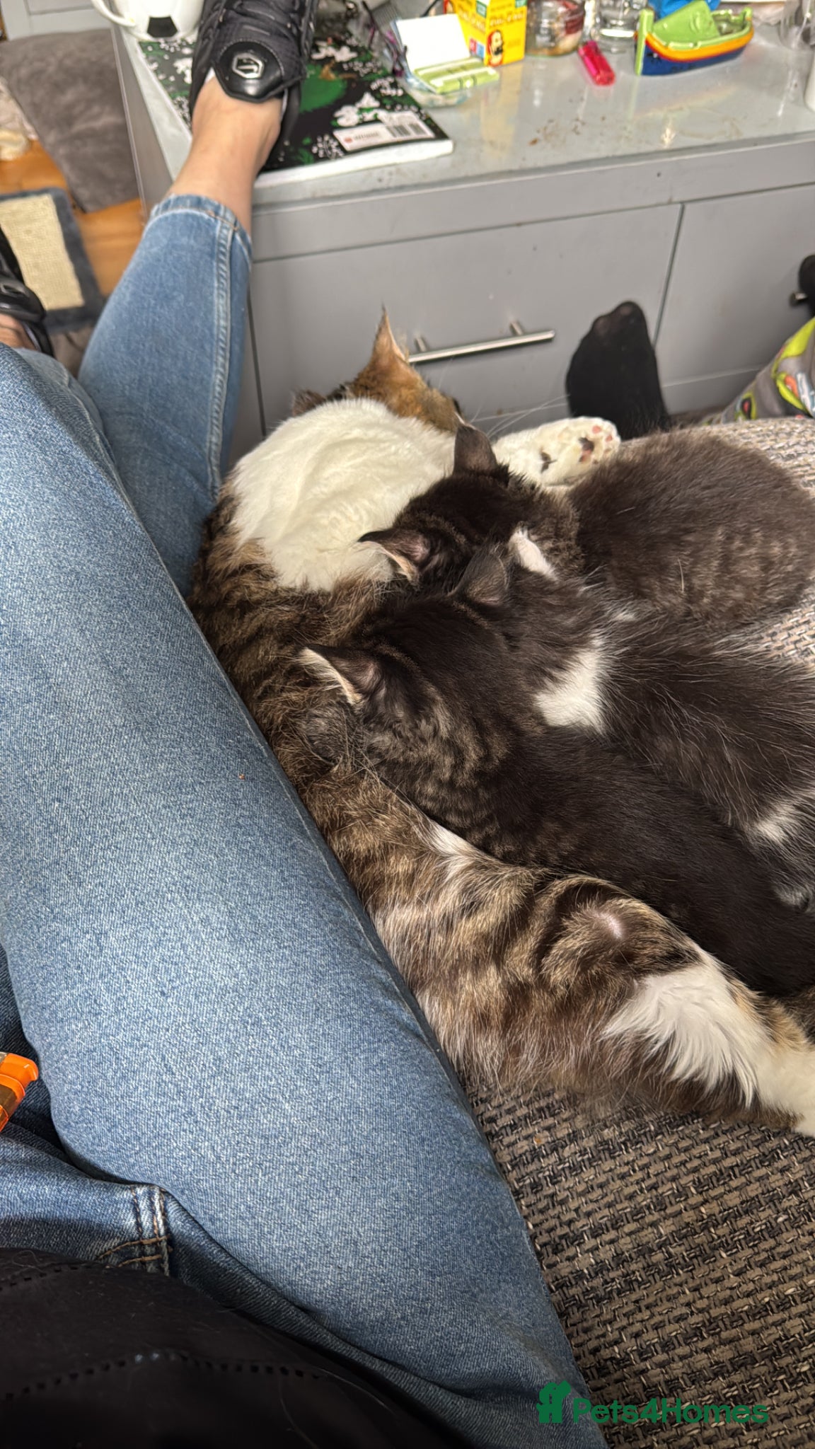 Mixed Breed cats for sale: 3 gorgeous kittens for sale - Advert 17