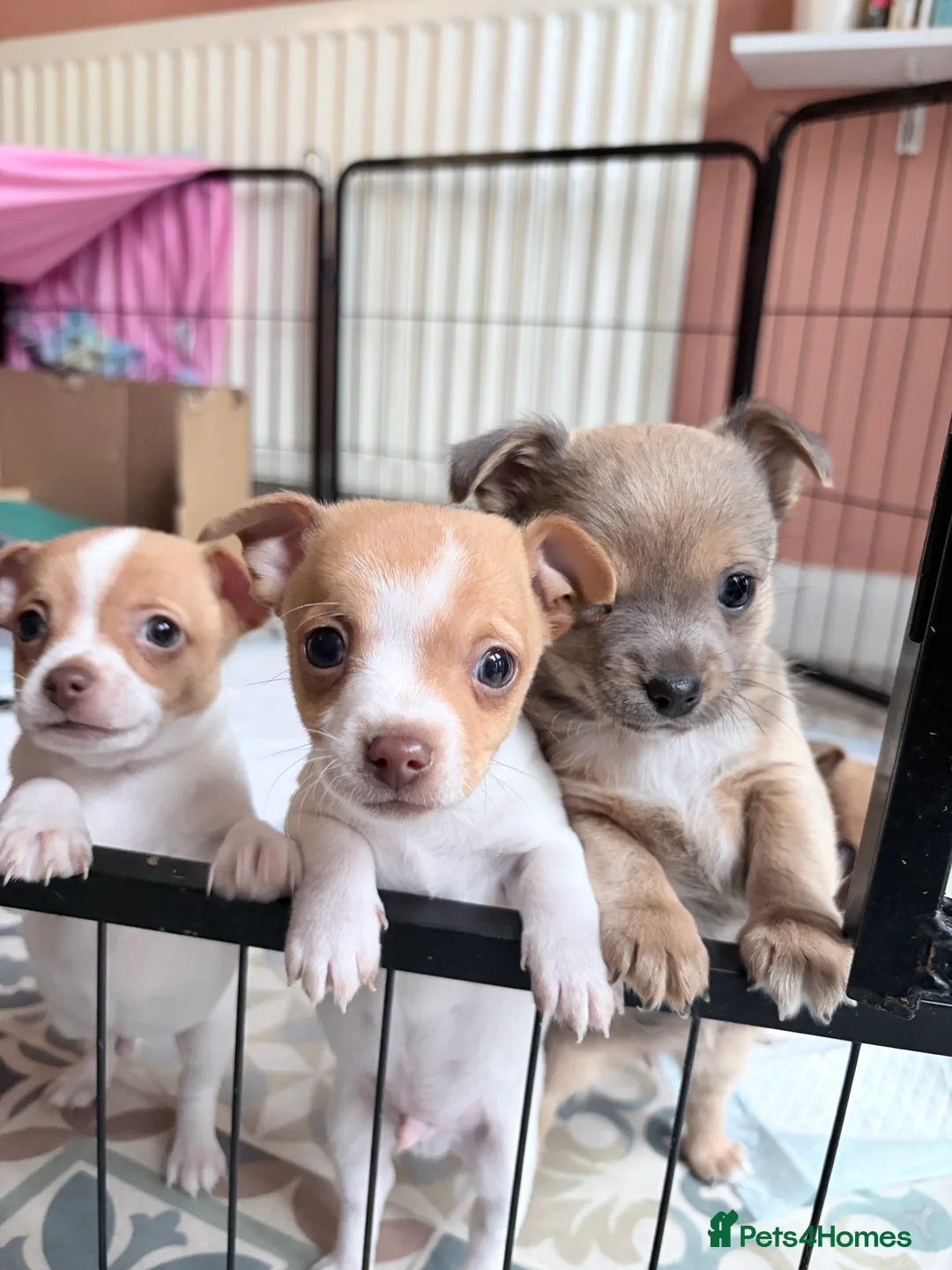Mixed Breed dogs for sale: Chi-Jack-Weenie puppies - Advert 2