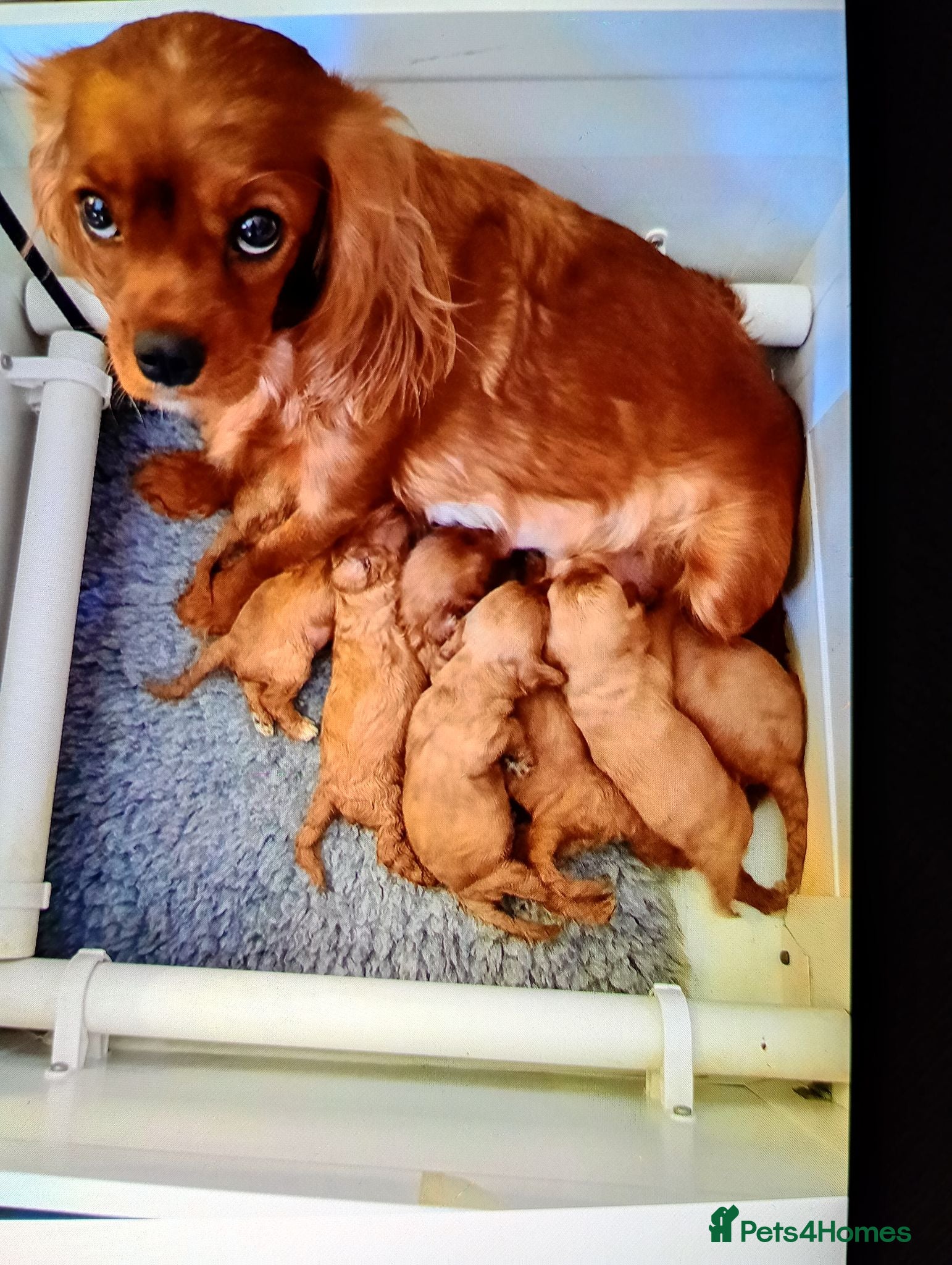 Cavapoo dogs Cavapoo  - Advert 5