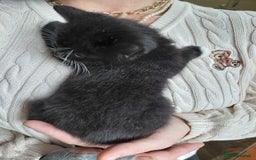 Mixed Breed cats for sale: 4 sweet ghost tabby tuxedo kittens - Image 19