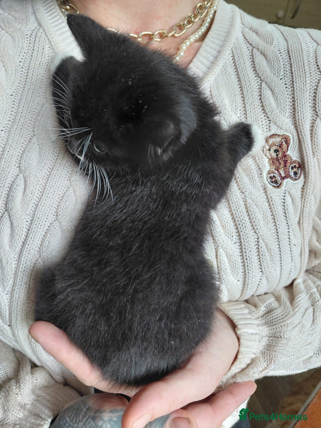 Mixed Breed cats for sale: 4 sweet ghost tabby tuxedo kittens - Image 19