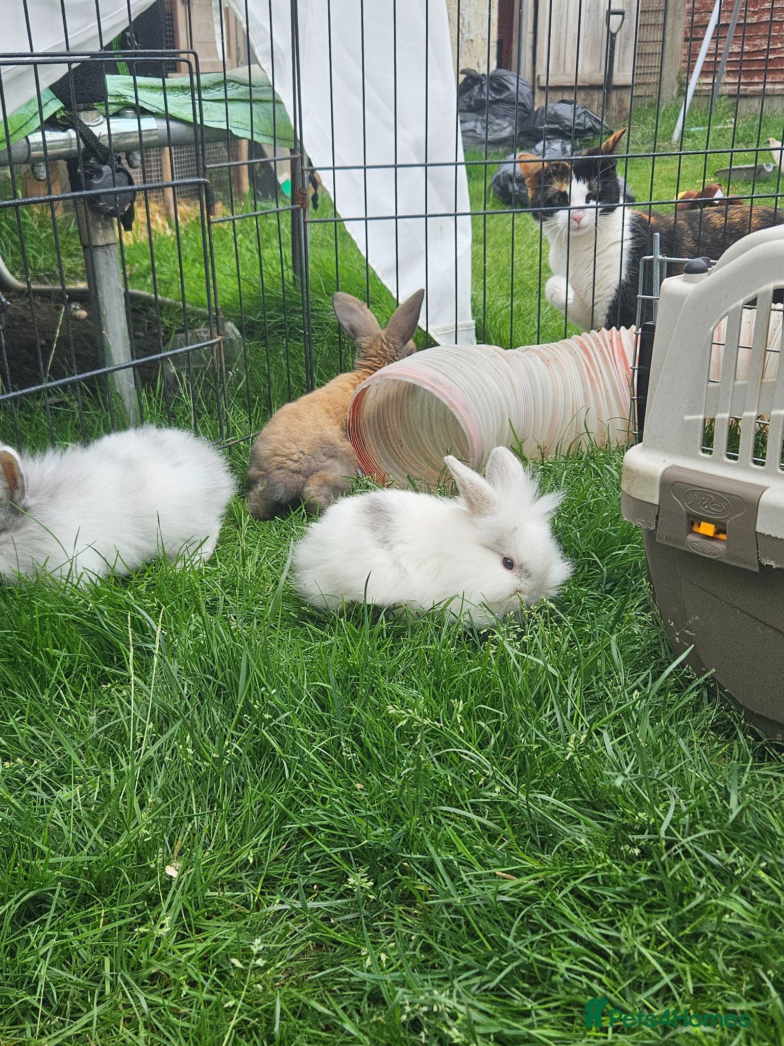 Mixed Breed rabbits Mixed breed lops for sale. Ready Monday  - Advert 2
