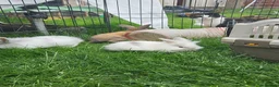 Mixed Breed rabbits for sale: Mixed breed lops for sale. Ready Monday  in Mansfield - Advert 2