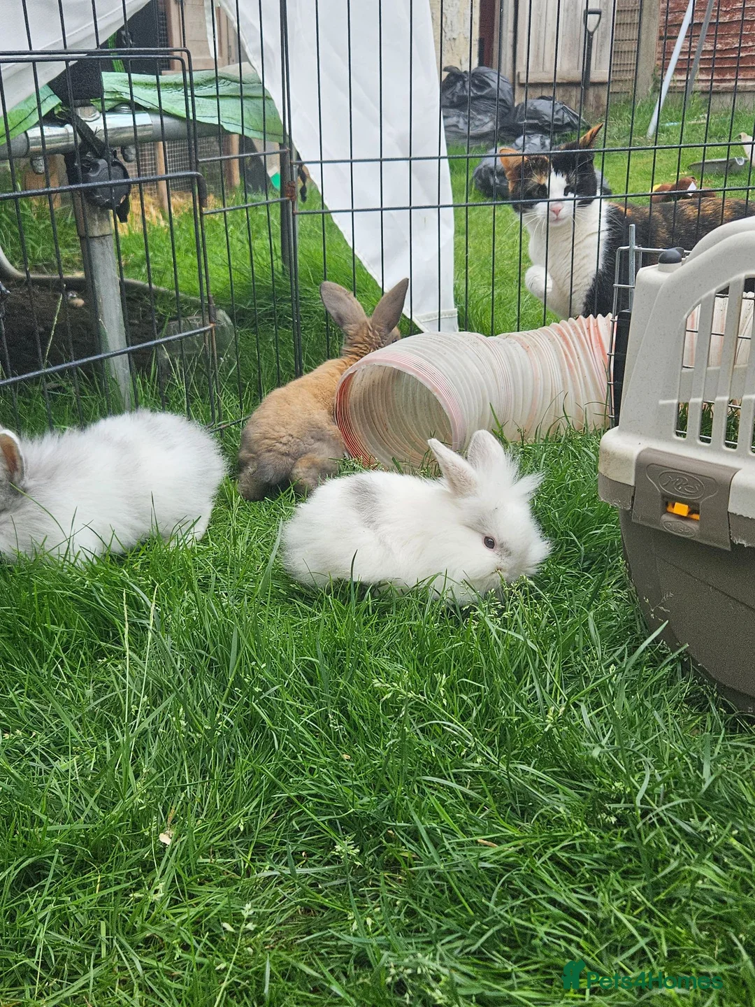 Mixed Breed rabbits for sale: Mixed breed lops for sale. Ready Monday  in Mansfield - Advert 2
