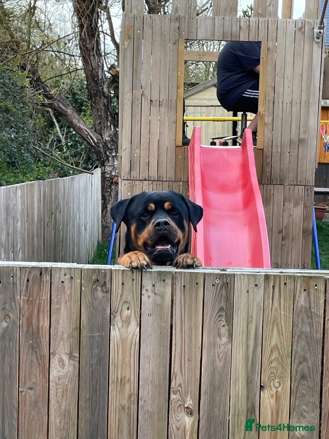 Rottweiler dogs for sale: Rottweiler Male - Advert 5