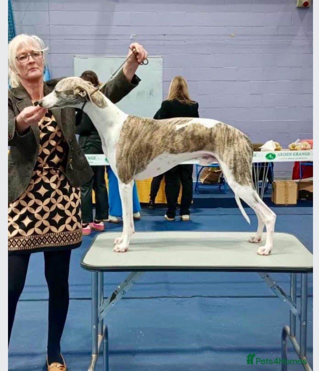 Whippet dogs for sale: SUPER KC Whippet puppies Show bred - Image 35