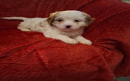 Cavapoochon dogs for sale: Cavapoochon Girl - Advert 6