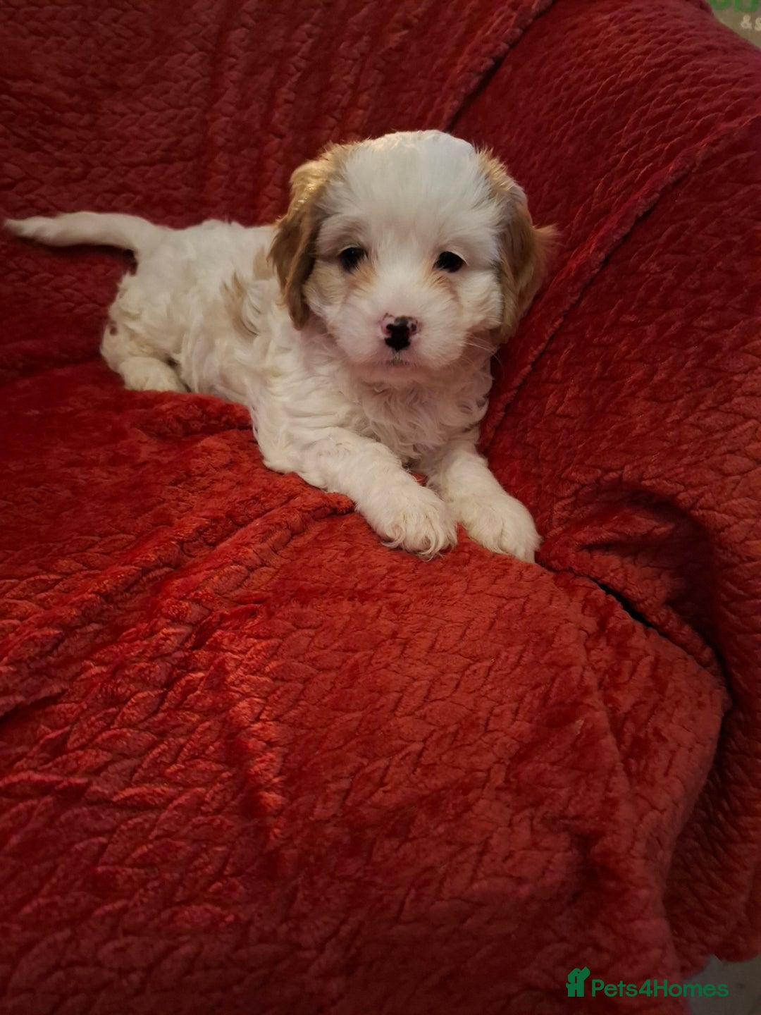 Cavapoochon dogs for sale: Cavapoochon Girl - Advert 6