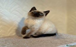 Siamese cats for sale: Beautiful Siamese Kitten - Image 3