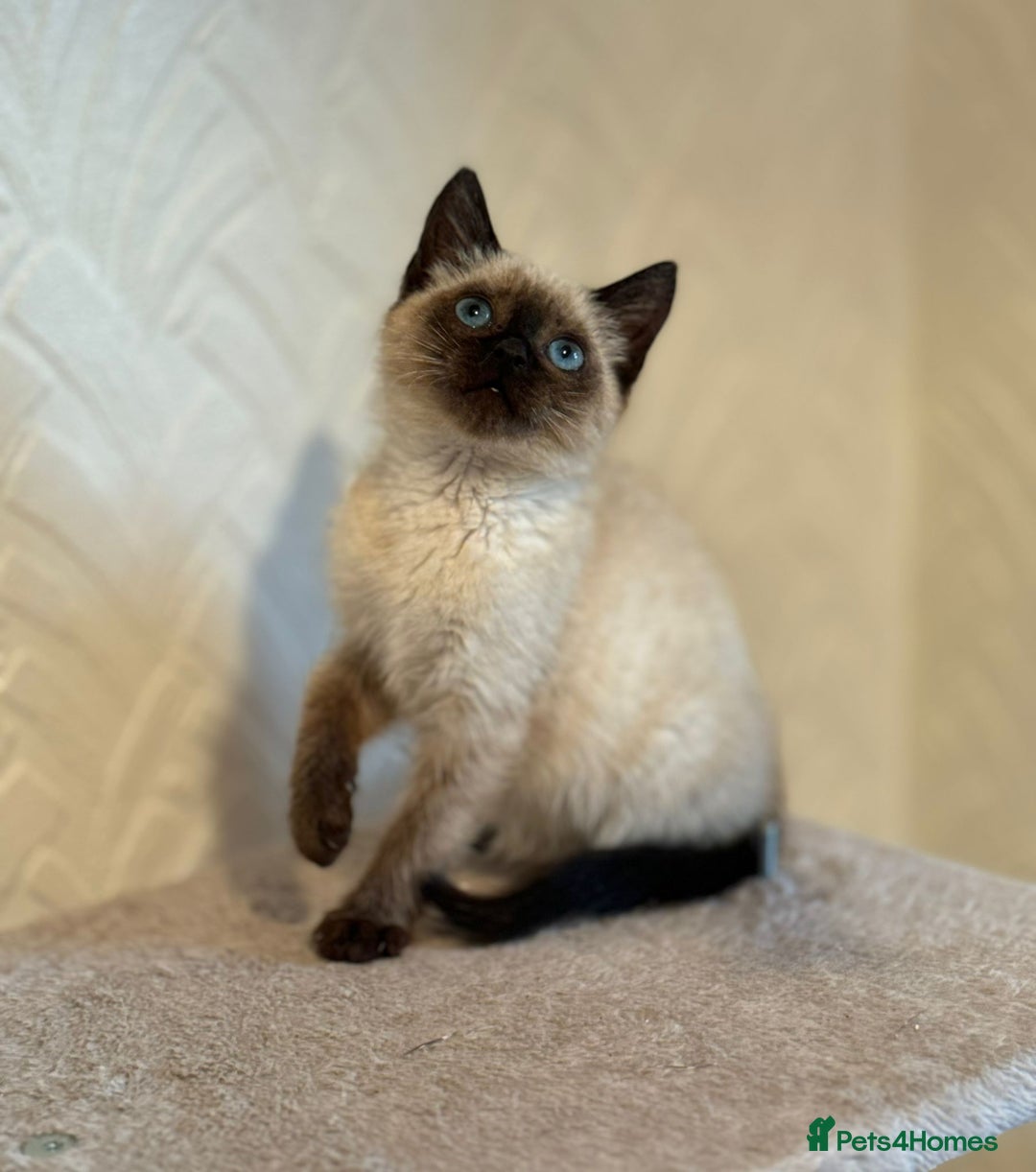 Siamese cats for sale: Beautiful Siamese Kitten - Image 3