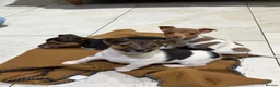 Jack Russell dogs for sale: Traditional Jack Russell Puppies - Advert 1