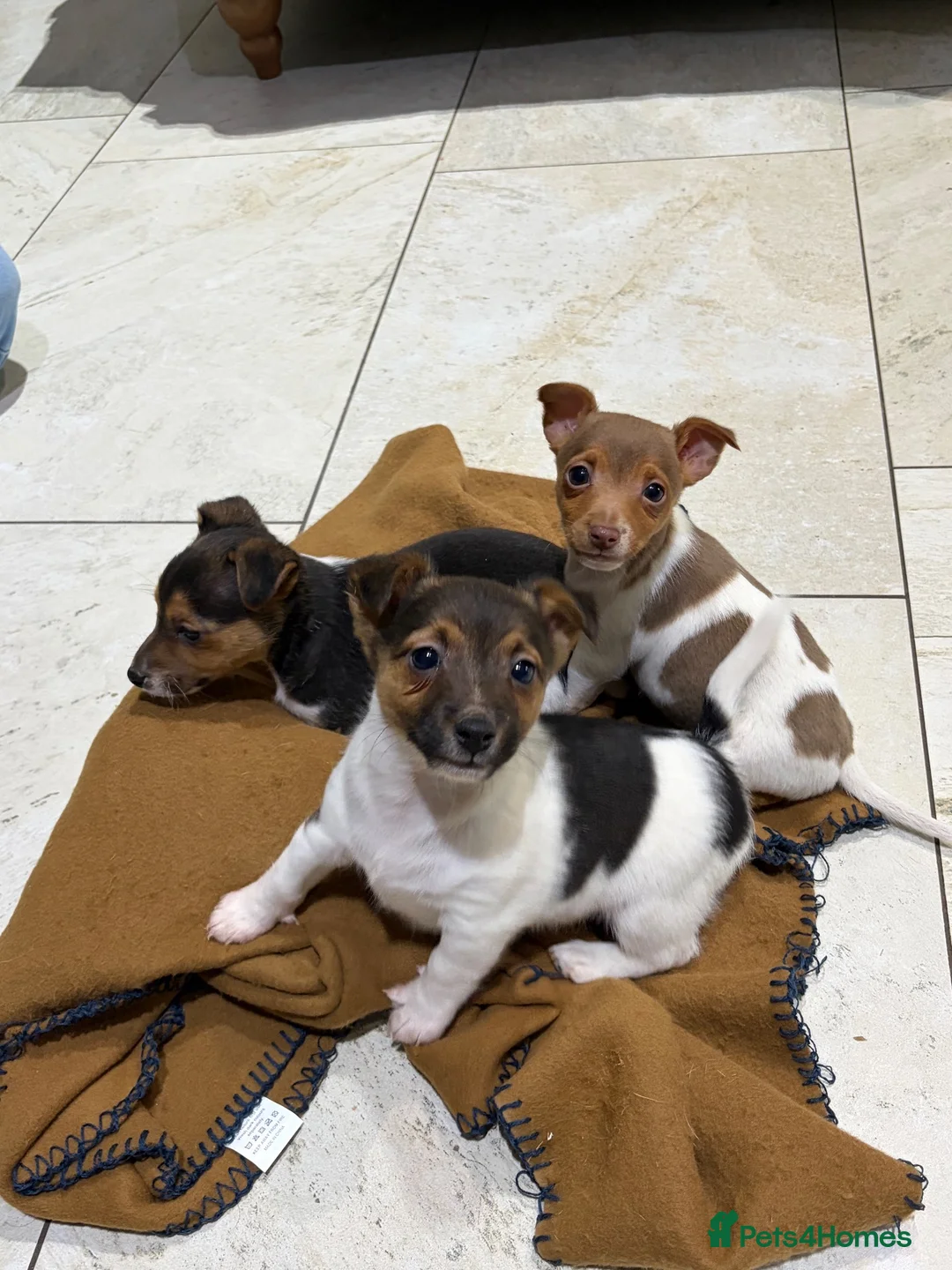 Jack Russell dogs for sale: Traditional Jack Russell Puppies - Advert 1