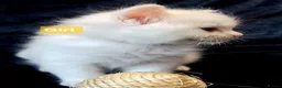 Ragdoll cats for sale: 3 girls and 2 boys ragdoll kitten ready 4 new home in Welwyn Garden City - Advert 33