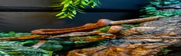 Boa Snake reptiles for sale: Fiona the Brazilian Rainbow Boa - Gentle Beauty in Southampton - Advert 8