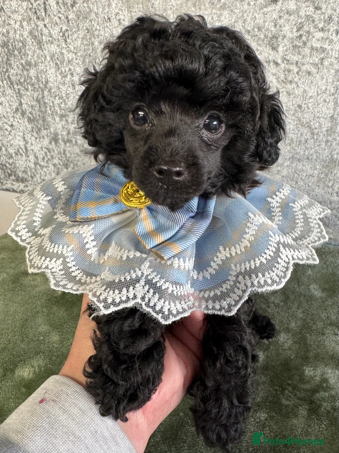 Toy Poodle dogs for sale: Toy poodle x Asian  - Advert 13