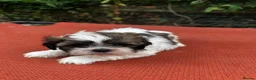 Shih Tzu dogs for sale: Shihtzu pups  - Advert 6