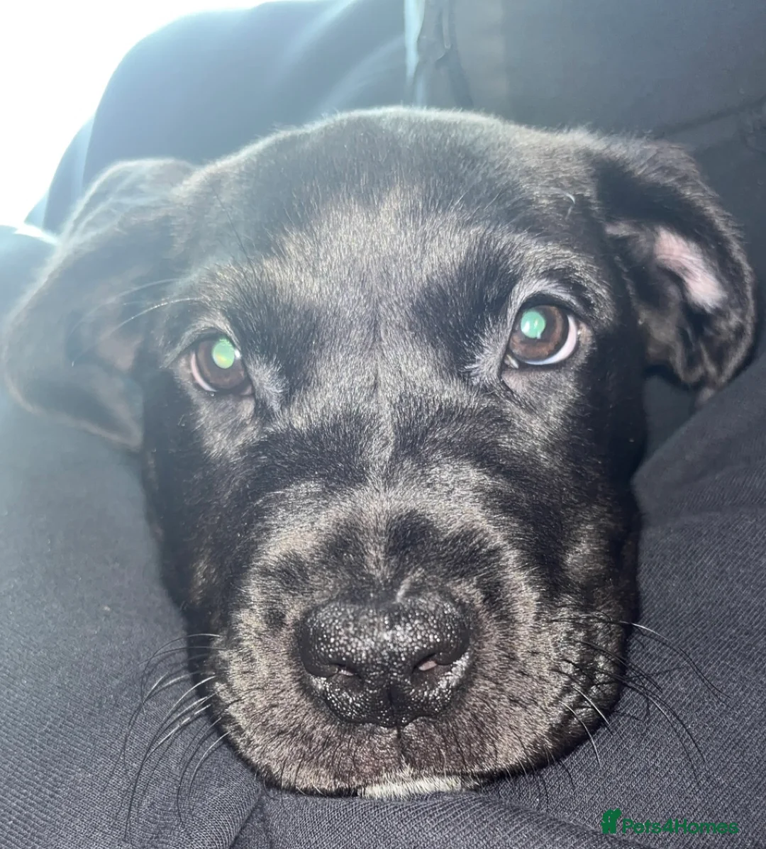 Cane Corso dogs for sale: Cane Corso x Presa Canario Puppies - Advert 2