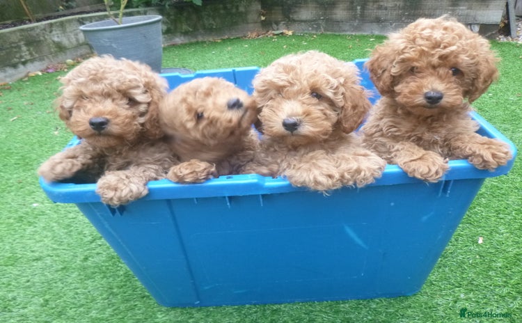 Toy Poodle dogs - Advert 5
