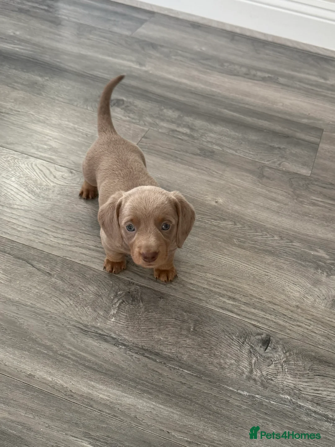 Dachshund dogs for sale: 5* MINI DACHSHUND PUPPY fully vaccinated.  - Advert 2