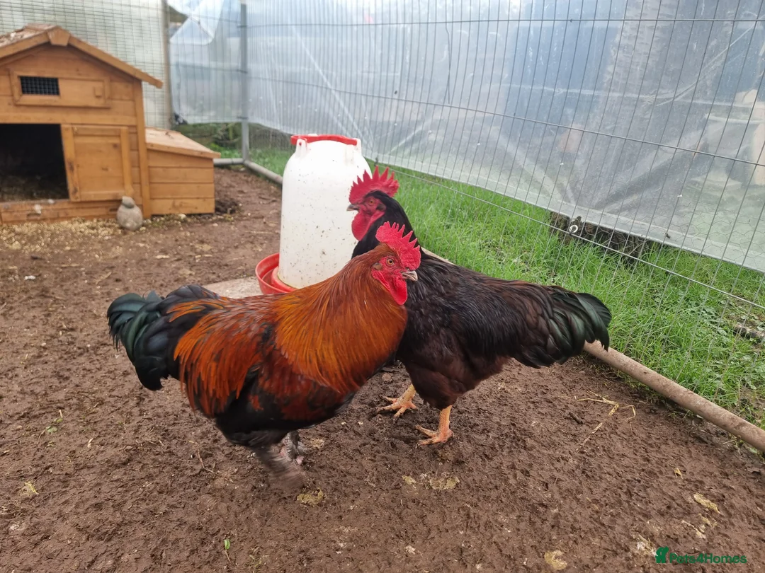 Chickens poultry for sale: 2 Purebred Cockerels - Advert 2