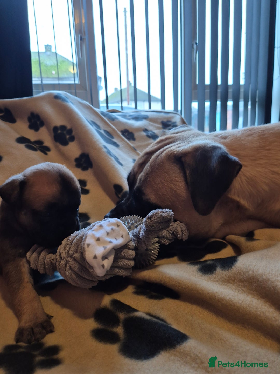 Bullmastiff dogs for sale: Beautiful Bullmastiff Puppies  - Advert 5