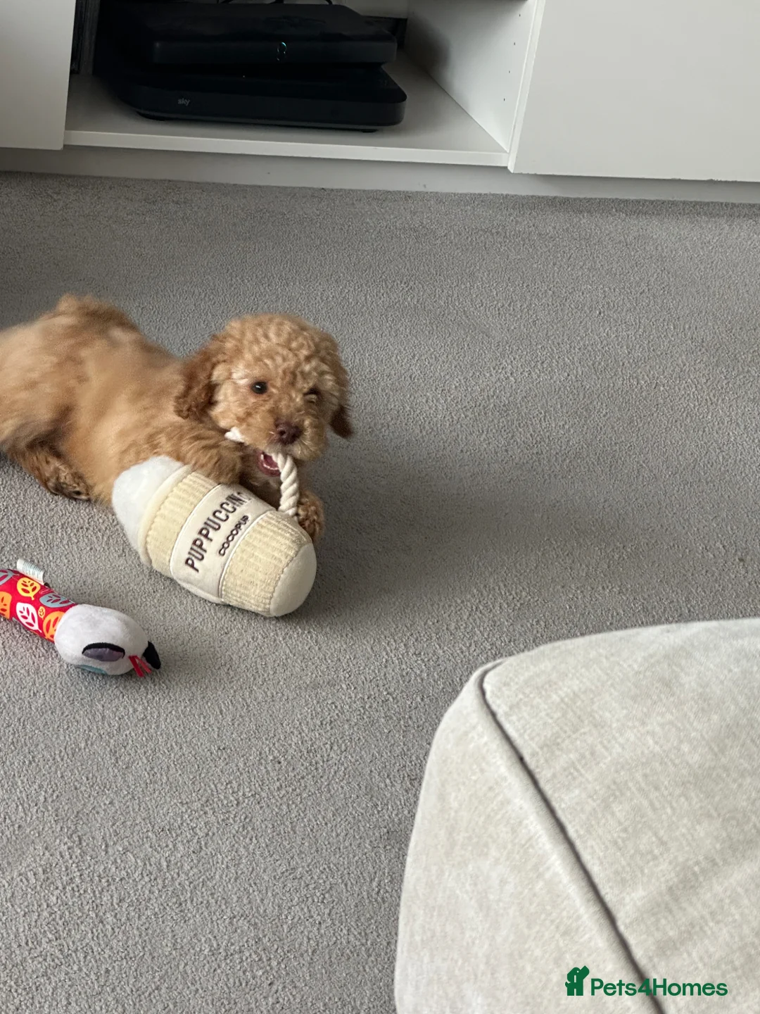 Cockapoo dogs for sale: Puppy for sale  in Leyland - Advert 1