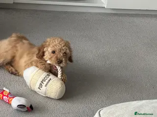 Cockapoo dogs Puppy for sale - Advert 1