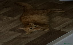 Domestic Shorthair cats for sale: 🐾 8-Week-Old Kittens Ready for Loving Homes 🐾 - Image 10