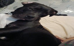 American Bull Staffy dogs for sale: 9 month old puppy  - Image 3